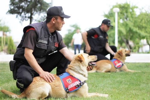 Jandarma Köpek Unsurları